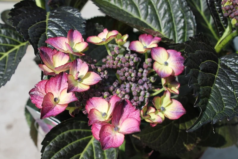 Hydrangea macrophylla Dark Angel Purple-2