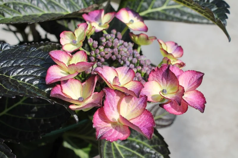 Hydrangea macrophylla Dark Angel Purple-3