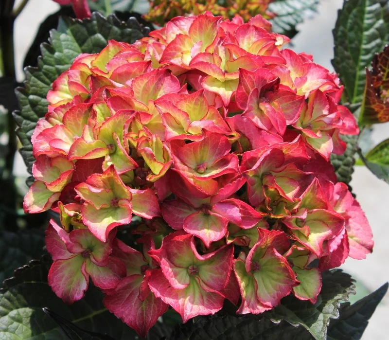 Hydrangea macrophylla Red Angel-1