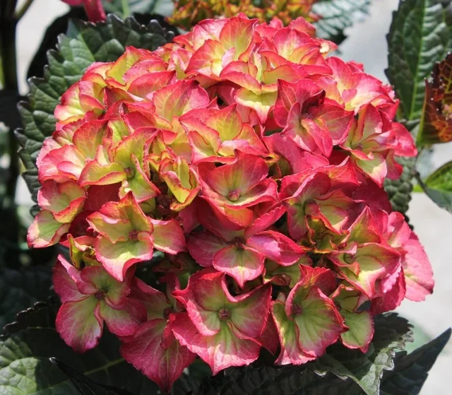 Hydrangea macrophylla Red Angel