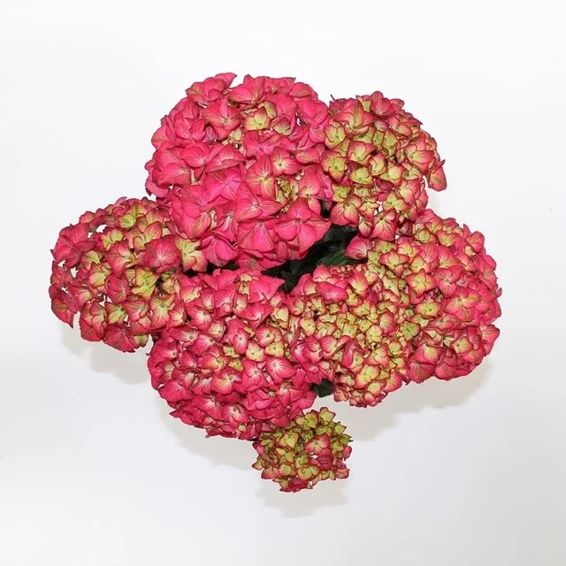 Hydrangea macrophylla Red Angel