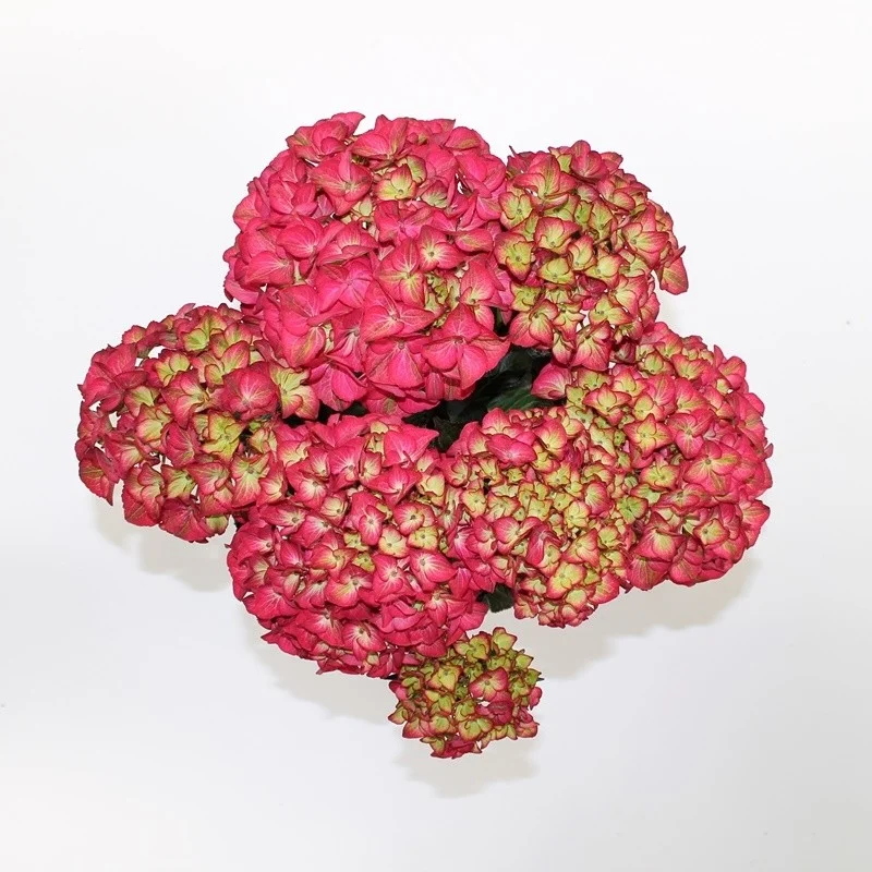 Hydrangea macrophylla Red Angel