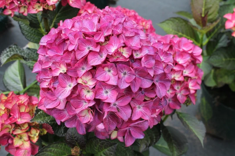Hydrangea macrophylla Red Angel Purple-1