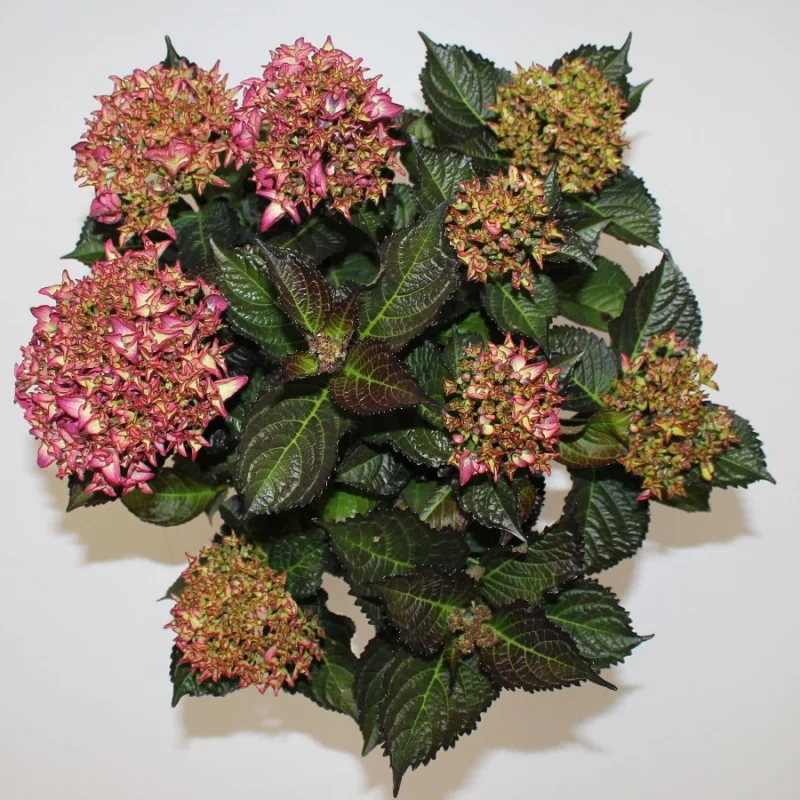 Hydrangea macrophylla Red Angel Purple-2