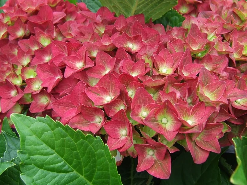 Hydrangea macrophylla Green Shadow