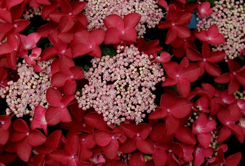 Hydrangea macrophylla Lady in Red-1