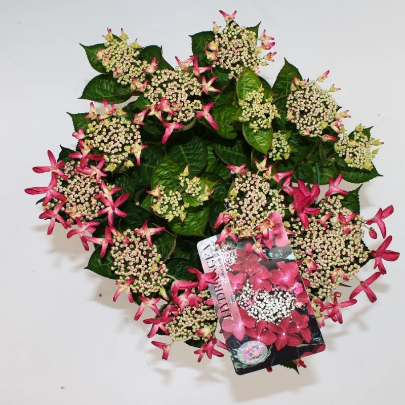 Hydrangea macrophylla Lady in Red-2