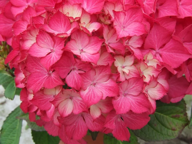 Hydrangea macrophylla Selma