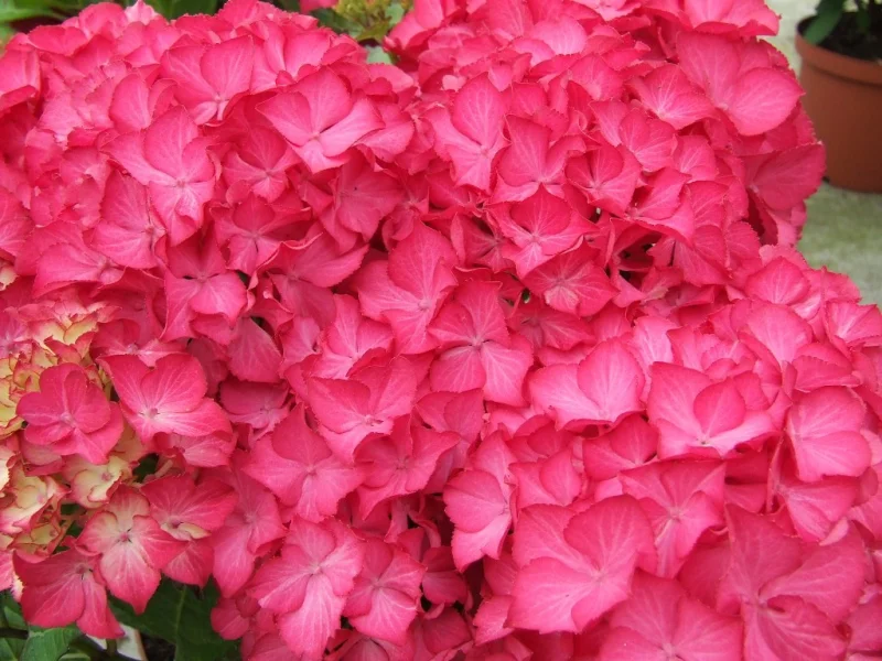 Hydrangea macrophylla Selma-2