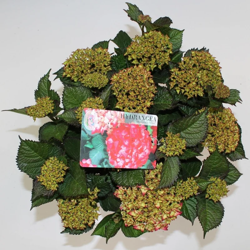 Hydrangea macrophylla Selma-3