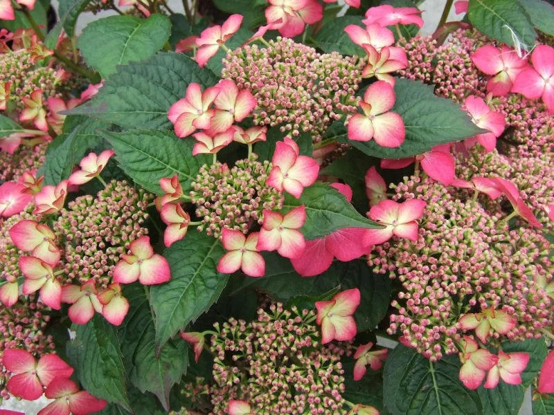Hydrangea macrophylla Selina