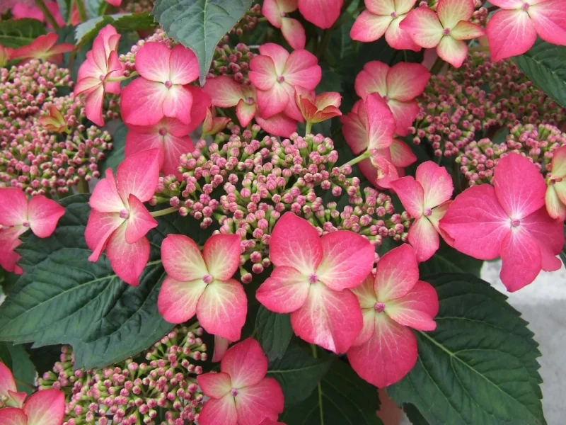 Hydrangea macrophylla Selina