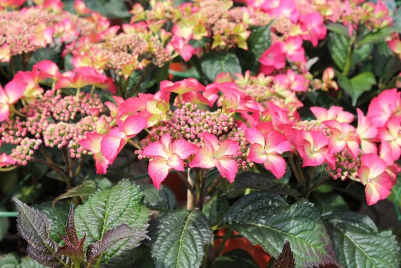 Hydrangea macrophylla Selina-3