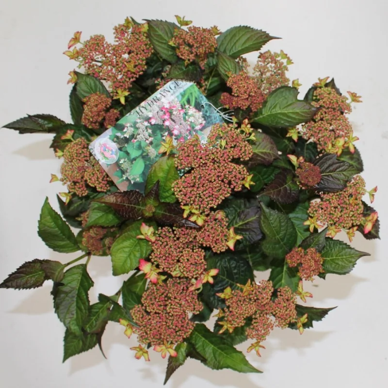 Hydrangea macrophylla Selina-4