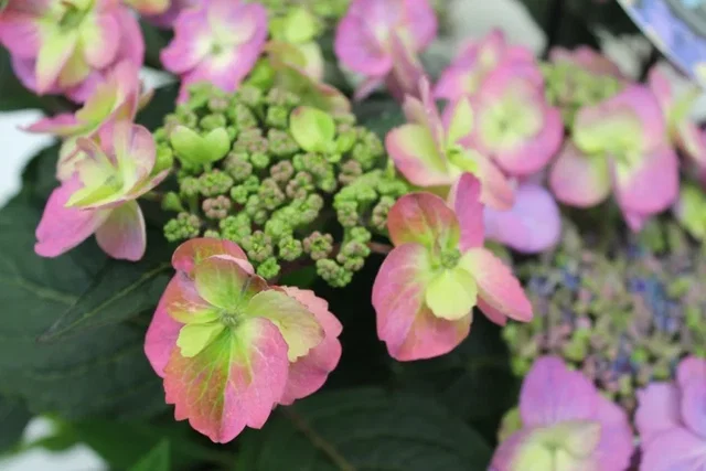 Hydrangea macrophylla Blueberry Cheescake