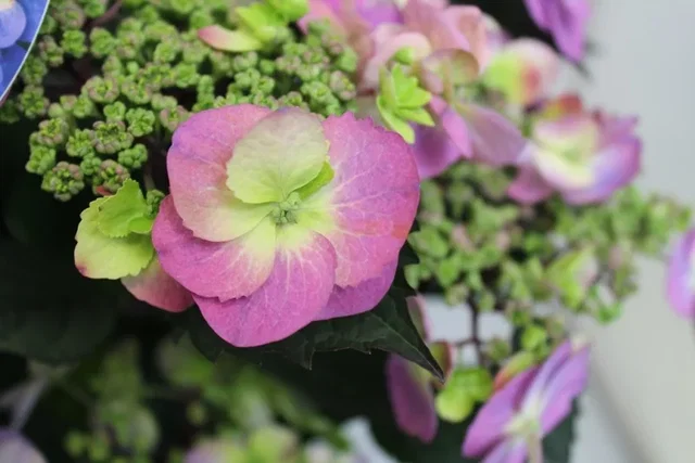 Hydrangea macrophylla Blueberry Cheescake