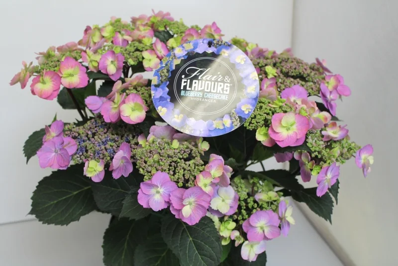 Hydrangea macrophylla Blueberry Cheescake-3