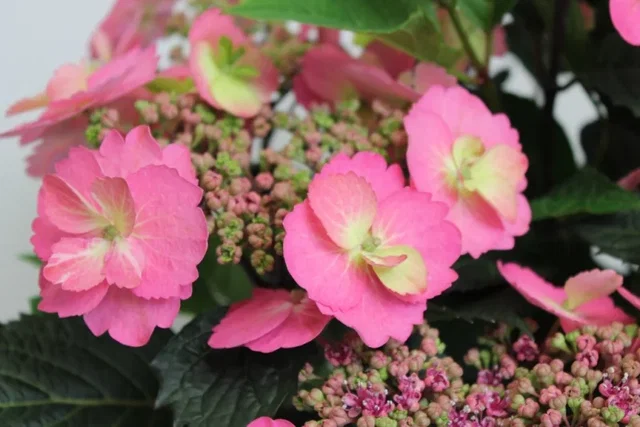 Hydrangea macrophylla Cotton Candy