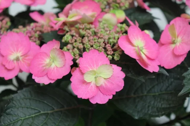 Hydrangea macrophylla Cotton Candy