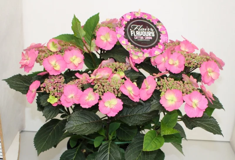 Hydrangea macrophylla Cotton Candy-3