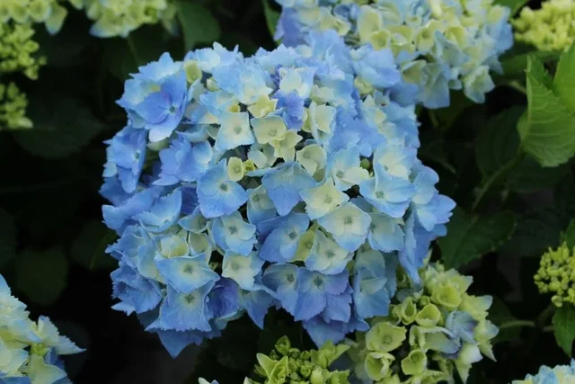 Hydrangea macrophylla Minty Ice