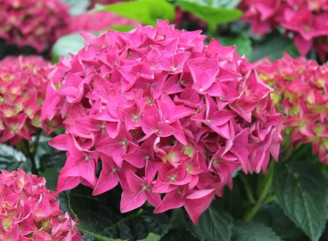 Hydrangea macrophylla Hovaria Hobergine