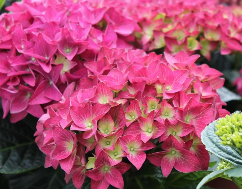 Hydrangea macrophylla Hovaria Hobergine-2