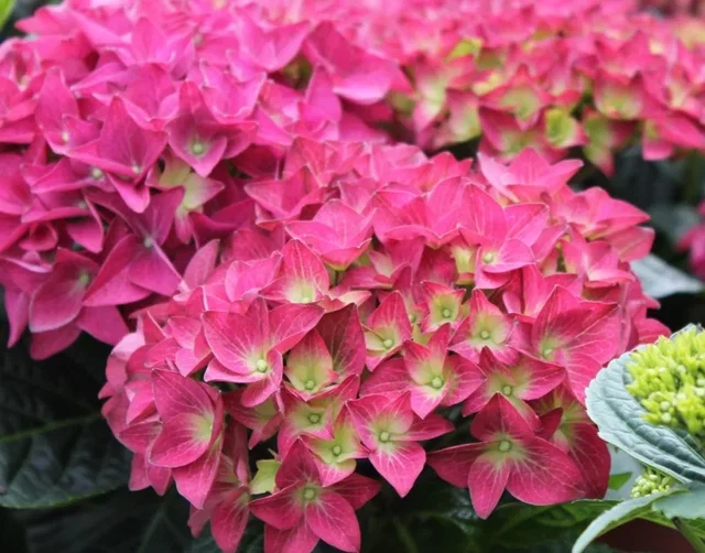 Hydrangea macrophylla Hovaria Hobergine