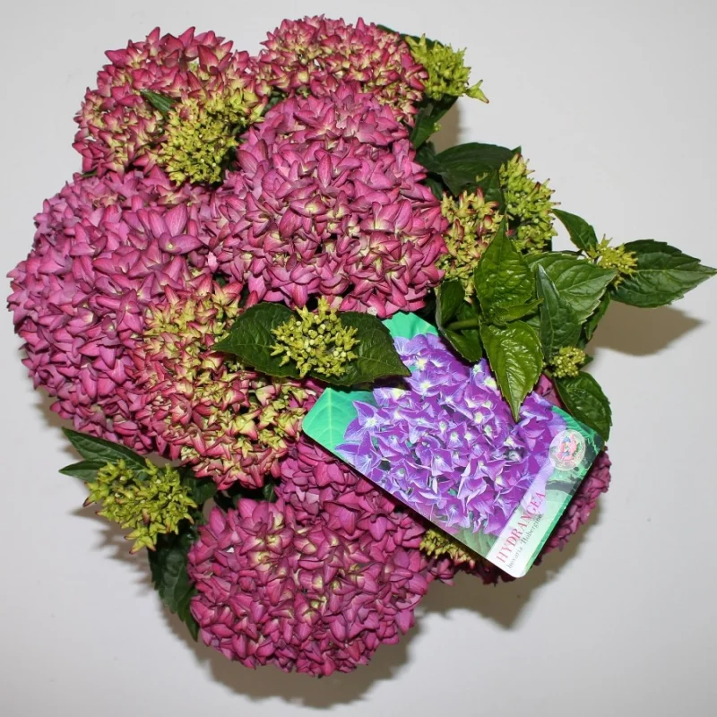 Hydrangea macrophylla Hovaria Hobergine-3