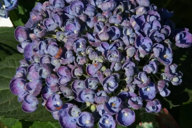 Hydrangea macrophylla Hovaria Hopcorn