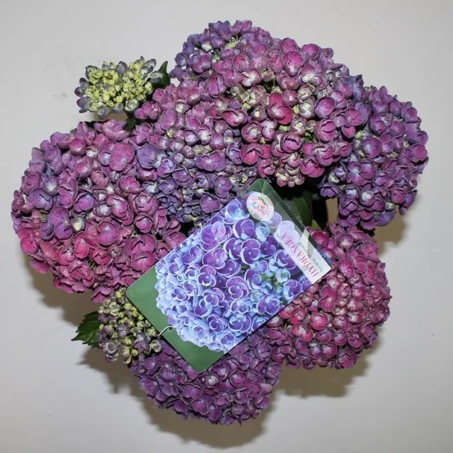 Hydrangea macrophylla Hovaria Hopcorn