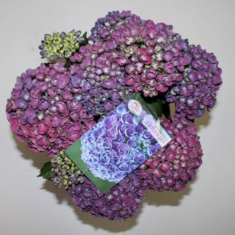 Hydrangea macrophylla Hovaria Hopcorn