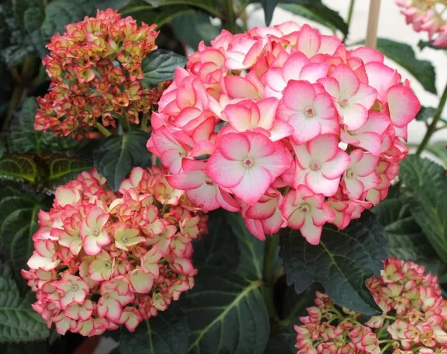 Hydrangea macrophylla Hovaria Mirai