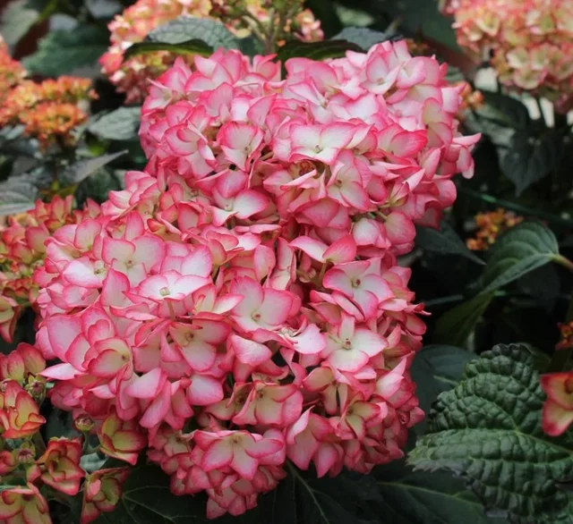 Hydrangea macrophylla Hovaria Mirai