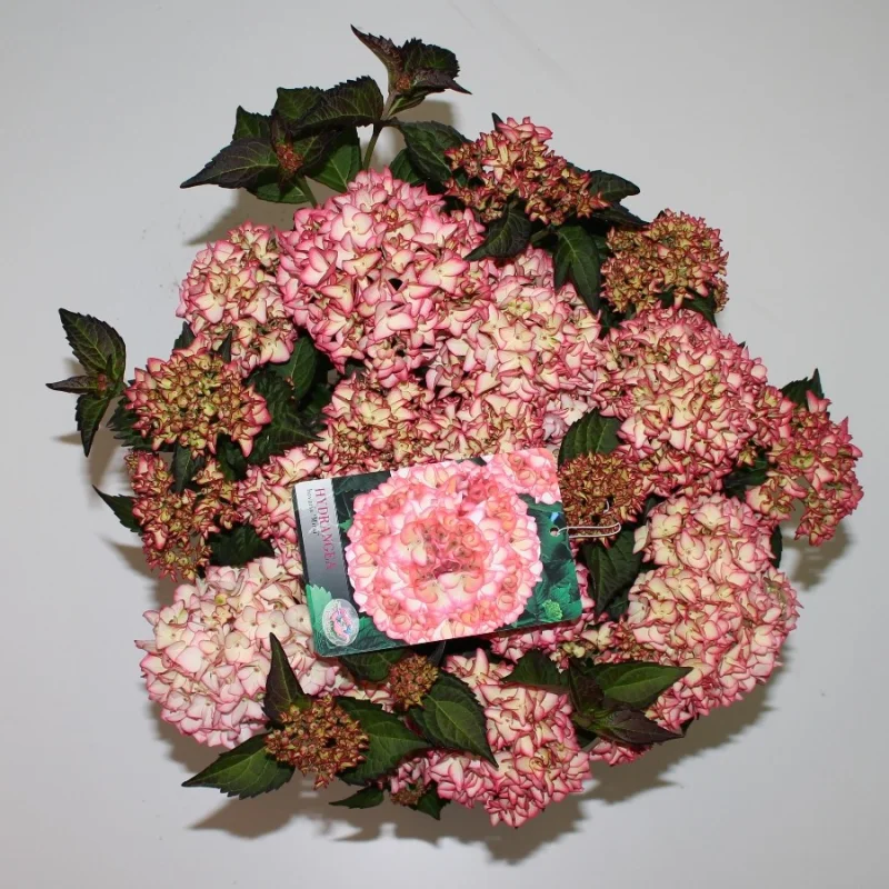 Hydrangea macrophylla Hovaria Mirai-3