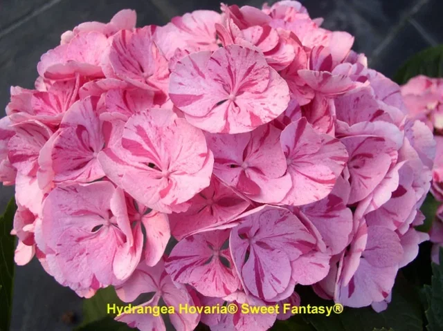 Hydrangea macrophylla Hovaria Sweet Fantasy