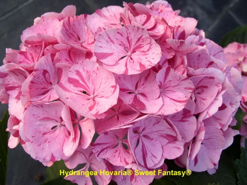 Hydrangea macrophylla Hovaria Sweet Fantasy