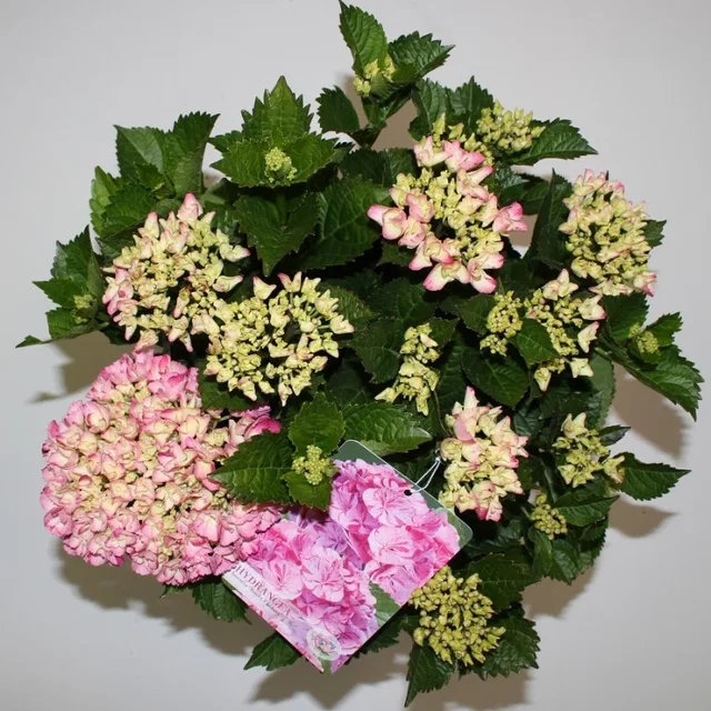 Hydrangea macrophylla Hovaria Sweet Fantasy