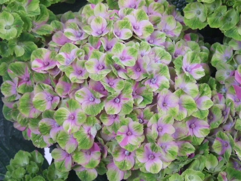 Hydrangea macrophylla Magical Jewel Blue