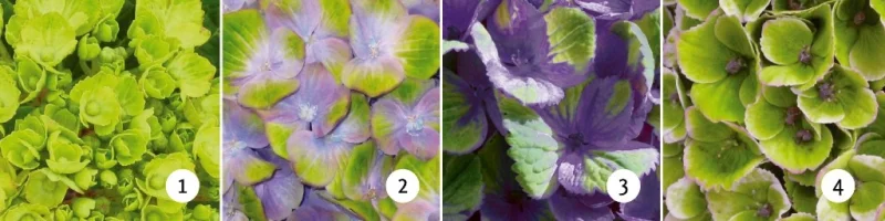 Hydrangea macrophylla Magical Jewel Blue