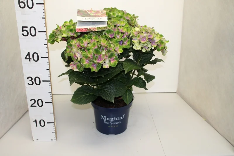 Hydrangea macrophylla Magical Jewel Blue-4
