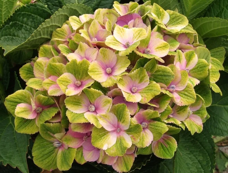Hydrangea macrophylla Magical Jewel Pink-1