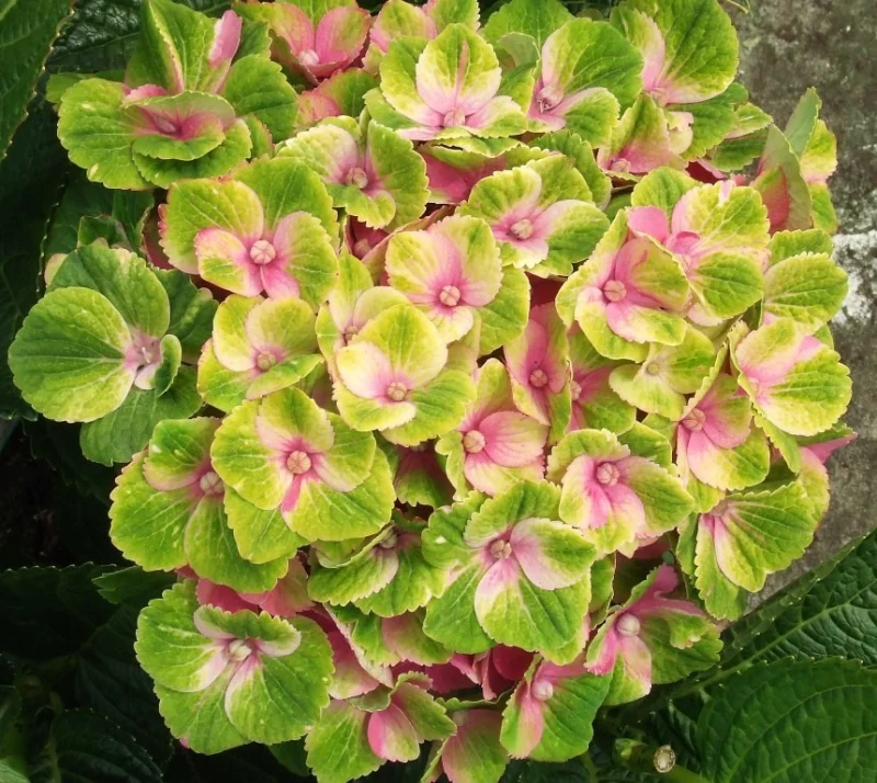 Hydrangea macrophylla Magical Jewel Pink-2