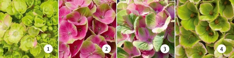 Hydrangea macrophylla Magical Jewel Pink-3