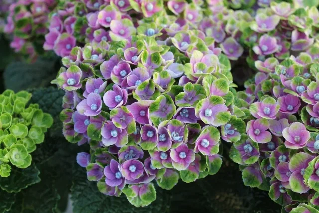 Hydrangea macrophylla Magical Coral Blue