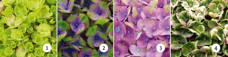 Hydrangea macrophylla Magical Coral Blue-2