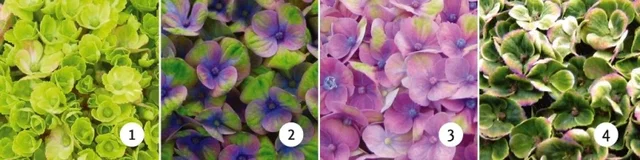 Hydrangea macrophylla Magical Coral Blue