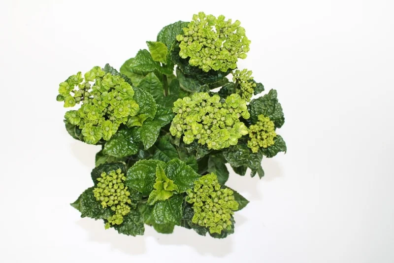Hydrangea macrophylla Magical Coral Blue-3