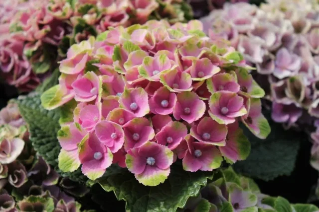Hydrangea macrophylla Magical Coral Pink