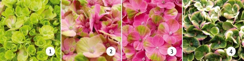 Hydrangea macrophylla Magical Coral Pink-2